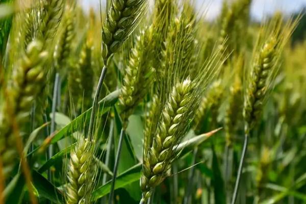 圣麦5号小麦种子特点，高肥田适当降低播种量