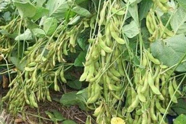 辽豆50大豆种子简介，高肥力地块0.8万株