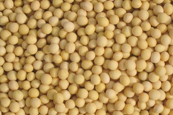 中黄302大豆种简介，高肥力地块3万株