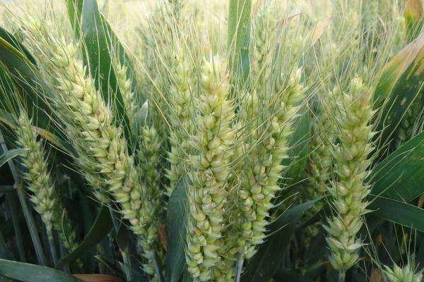华成865小麦品种简介，全生育期228天