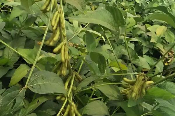 辽豆50大豆种子简介，高肥力地块0.8万株