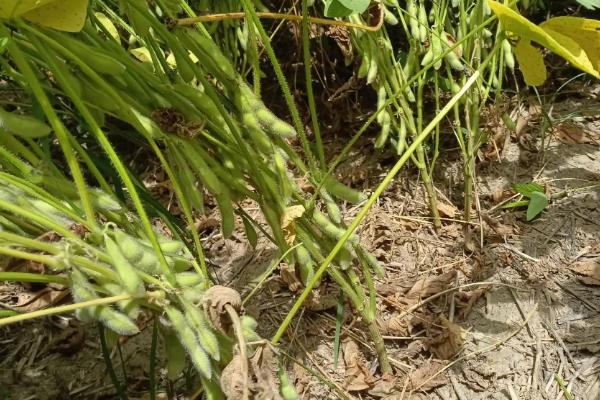 铁豆104大豆品种简介，亩种植密度