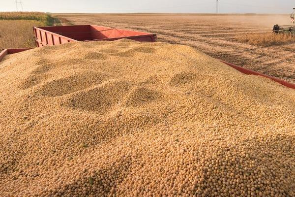 吉育211大豆品种的特性，亩种植密度约为4万—6万株