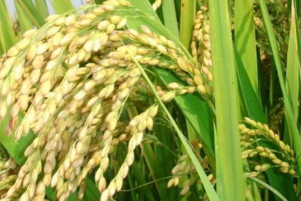 悦两优4231水稻品种的特性，病虫防治