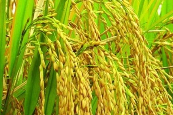 浙优817水稻种简介，秧田亩播种量10千克