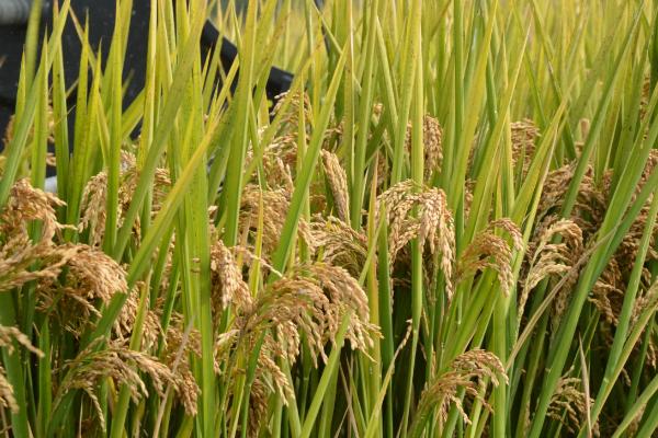 智龙优2877水稻种子简介，全生育期118.6天