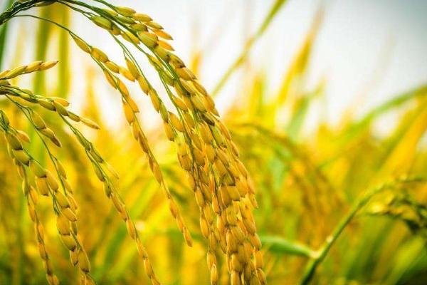 赣73优705水稻品种的特性，6月15日至20日左右播种