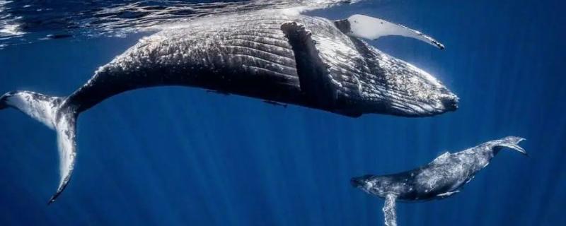 鲸鱼怎么受孕，到了繁殖期会自行择偶交配