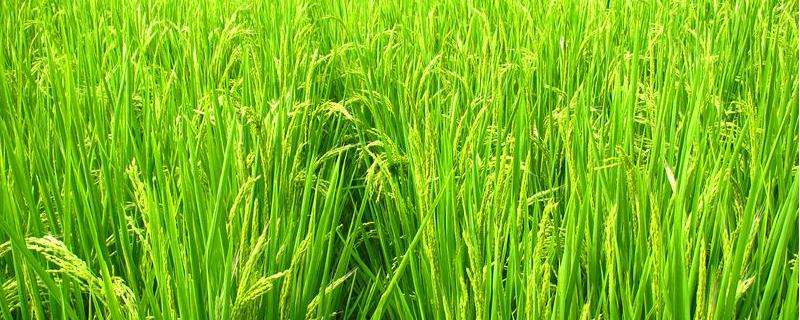 赣73优220水稻品种的特性，每亩插足基本苗8万－10万