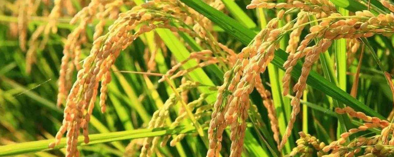金香优360水稻种子特点，每亩有效穗数19.0万穗