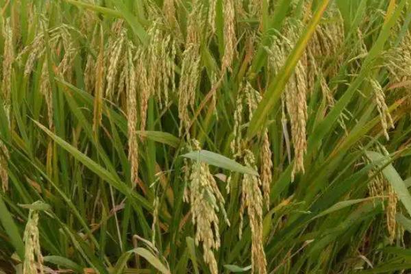 伍两优钰占水稻种子简介，每亩插足基本苗6万以上