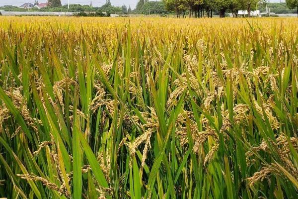 乾两优馥香占水稻种子特征特性，每亩有效穗数15.7万穗