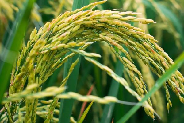 G8优1号水稻种简介，每亩插足5万丛左右