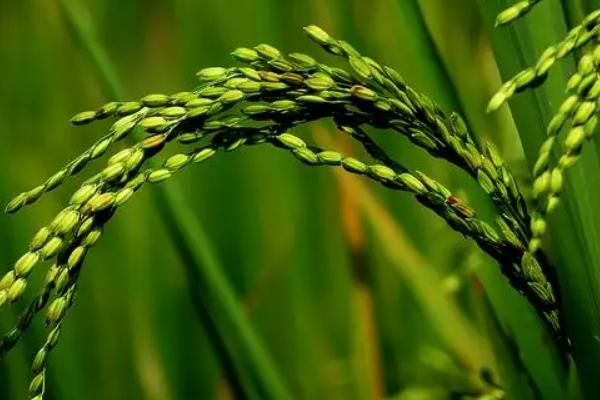 兴农丝占水稻种子特征特性，全生育期148.1天