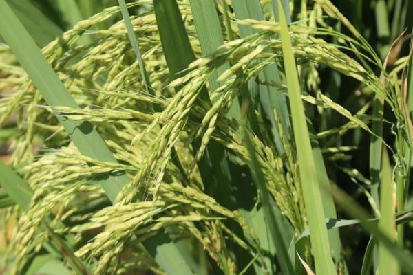 麟两优华占水稻种子特点，每亩有效穗数16.3万穗