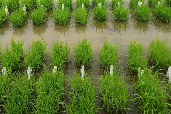 龙稻185水稻种子简介，播种期4月10日