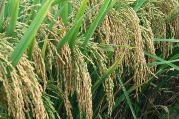 香龙优263水稻种子简介，籼型三系杂交水稻品种