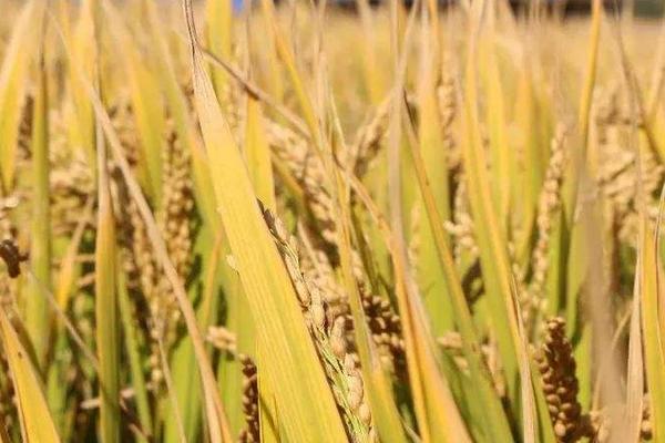 兴农丝占水稻种子特征特性，全生育期148.1天
