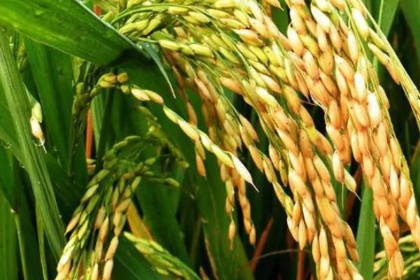 松粳215水稻种子介绍，粳型常规水稻品种