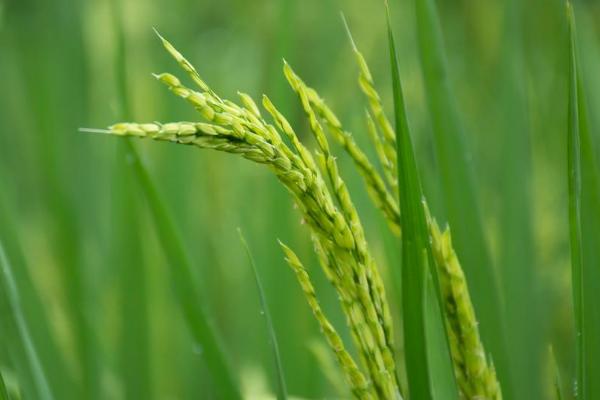 松粳215水稻种子介绍，粳型常规水稻品种