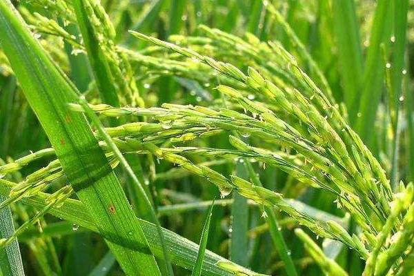 新粮12号水稻品种简介，5月中上旬播种