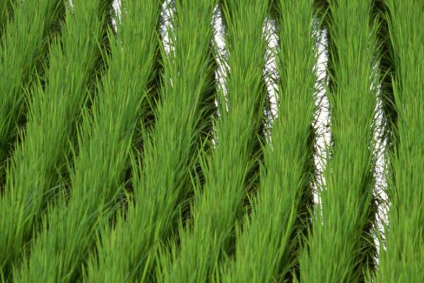 淮粳糯20水稻种子介绍，每亩大田用种量0－5千克