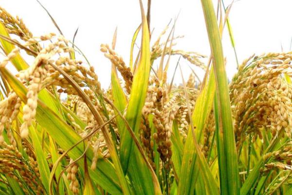 晶稻66水稻品种简介，每亩有效穗数19.9万穗