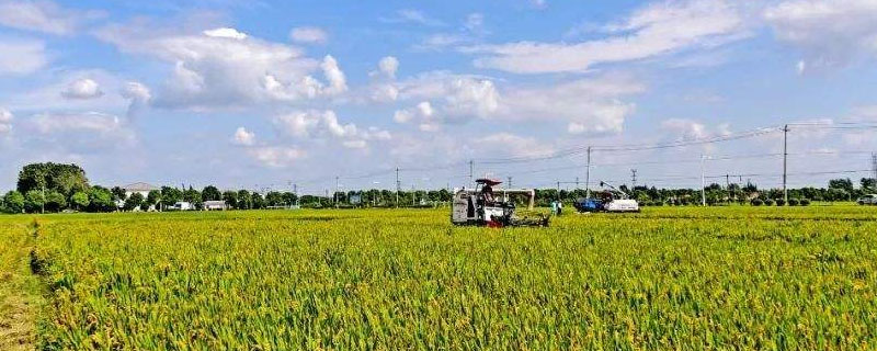 新粮12号水稻品种简介，5月中上旬播种