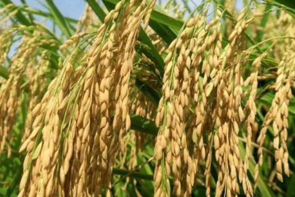 福玉香占水稻品种的特性，全生育期121.2天