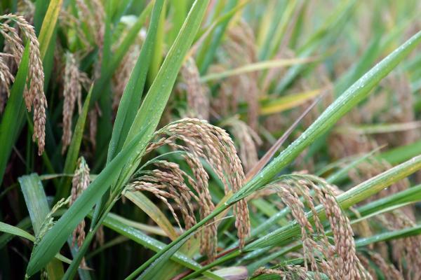 易两优华占水稻品种的特性，全生育期122.6天