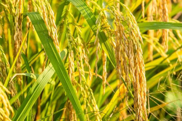 美两优1617水稻品种的特性，根据各地播种习惯适时播种