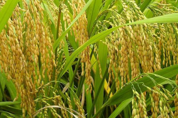 泰香优润香水稻品种的特性，秧田亩播种量5千克