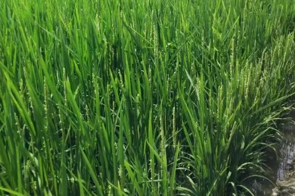 淳丰优国泰水稻种子介绍，播种前强氯精浸种