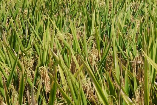 桂香优玉占水稻种子特点，尤其注意防治稻瘟病