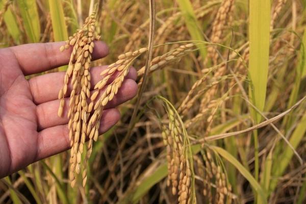 瑞优雅禾水稻种子特征特性，全生育期152天