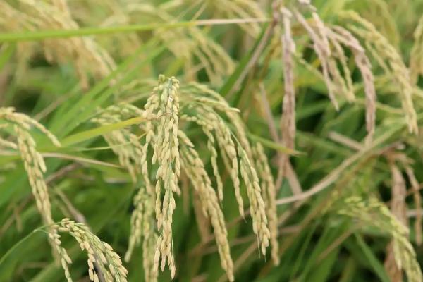 徽两优636水稻种子简介，全生育期133.3天