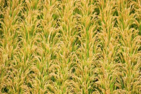 泰两优1808水稻种子简介，每亩有效穗数17.7万穗