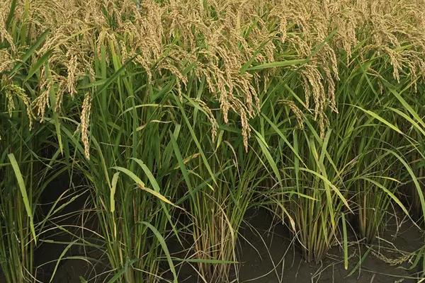泰两优1808水稻种子简介，每亩有效穗数17.7万穗