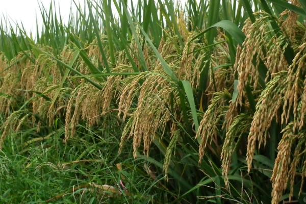 信两优905水稻种简介，每亩有效穗数15.8万穗