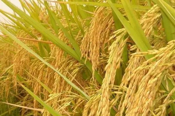 兴两优1134水稻种子介绍，中等肥力土壤