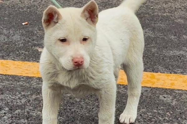 下司犬怎么养，每天只需要喂狗一次食物