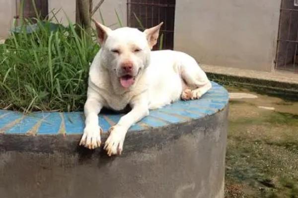 下司犬怎么养，每天只需要喂狗一次食物