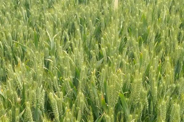 兆麦7小麦种子特征特性，中抗白粉病
