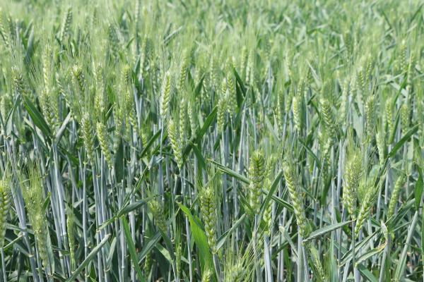兆麦7小麦种子特征特性，中抗白粉病