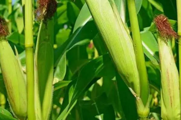 北青1701玉米种子特征特性，注意防治丝黑穗病