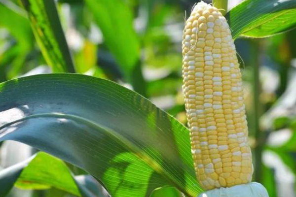 HN559玉米品种的特性，适宜播期4月下旬至5月上旬