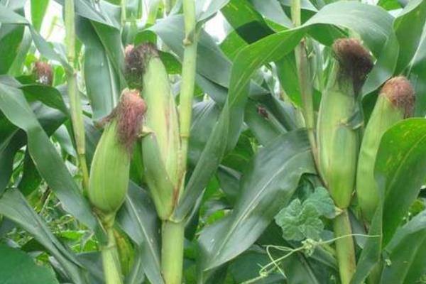 SZ18玉米种子特征特性，适宜播期6月上中旬