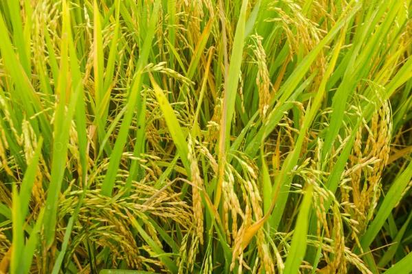 晋稻19号水稻品种的特性，尤其始穗前后注意防治穗腐病