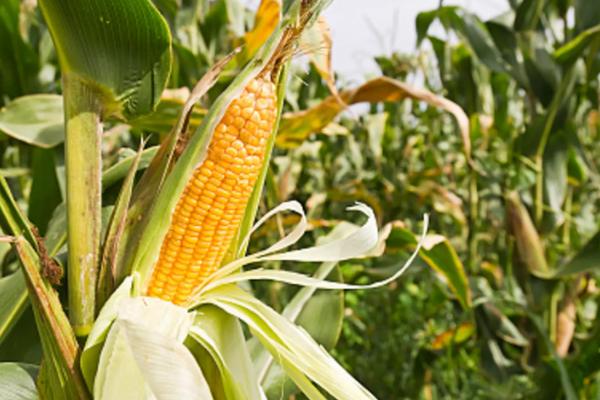 青卓688玉米种子特征特性，注意防治玉米螟