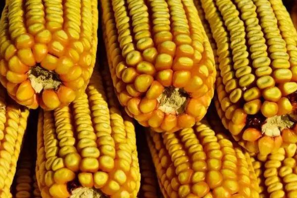 辉玉707玉米种子特征特性，适宜播期4月下旬至5月上旬